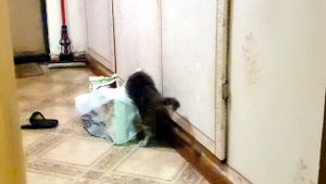 Мейн Кун. Нам 3.5 месяца.