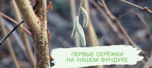 ПЕРВЫЕ СЕРЁЖКИ НА НАШЕМ ФУНДУКЕ ))) ЖДЁМ ОРЕШКОВ В СЛЕДУЮЩЕМ ГОДУ )))