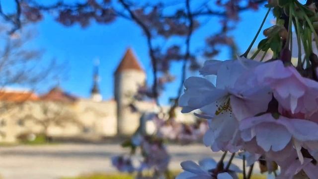 Эстония.Топ мест в Таллинне весной.Цветение сакуры.Башенная площадь и японский сад в Таллинне.Влоги