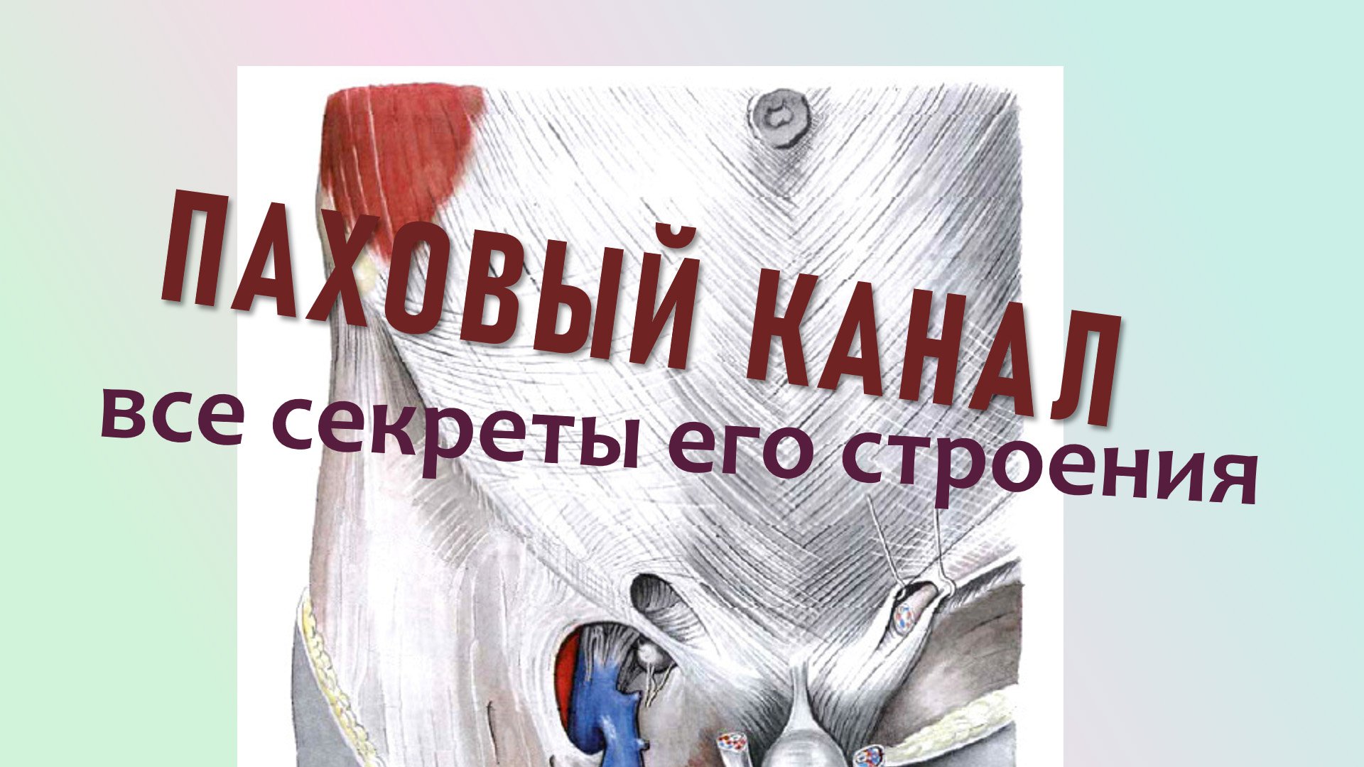 5 строение канала. Стрелков анатомия на отлично. Стр канал. Кота-крипторха (паховый канал). Паковый канал анатомия.