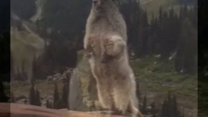 Крик злого бобра