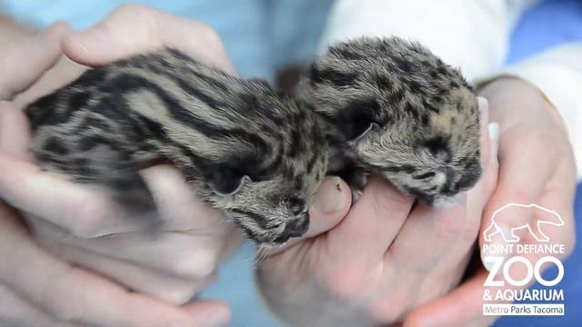 Endangered clouded leopard cubs born at Point Defiance Zoo & Aquarium смотреть онлайн