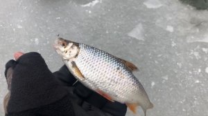 ЛОВЛЯ КРУПНОЙ ПЛОТВЫ И ОКУНЯ/ ПЕРВЫЙ ЛЁД / ГДЕ ИСКАТЬ РЫБУ