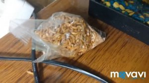 Обустройство аквариума для красноухой черепахи