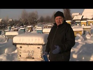 НА КАКОМ ЛЕТКЕ ПРОВОДИТЬ ЗИМОВКУ ПЧЁЛ?