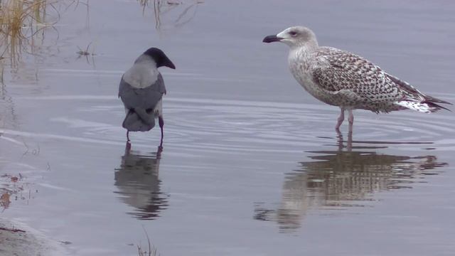 Ворона и чайка смотреть онлайн