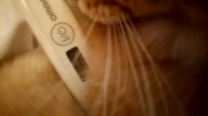 Пробую коту засунуть градусник в 5 точку??