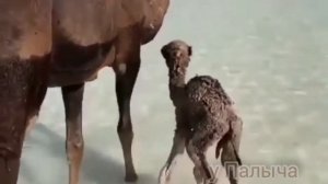 Верблюды! только самое интересное.