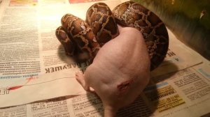 тигровый питон атакует крысу