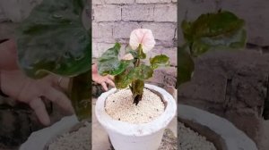 Syngonium Strawberry Ice - featured plant (bisaya version)