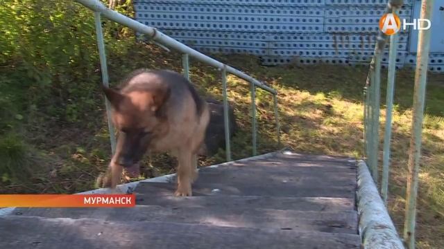 Во Всемирный день благодарности собаке съёмочная группа «Арктик-ТВ» осваивала сложный тренировочный