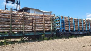 Окончено производство по уголовному дело контрабанде леса в Хабаровске