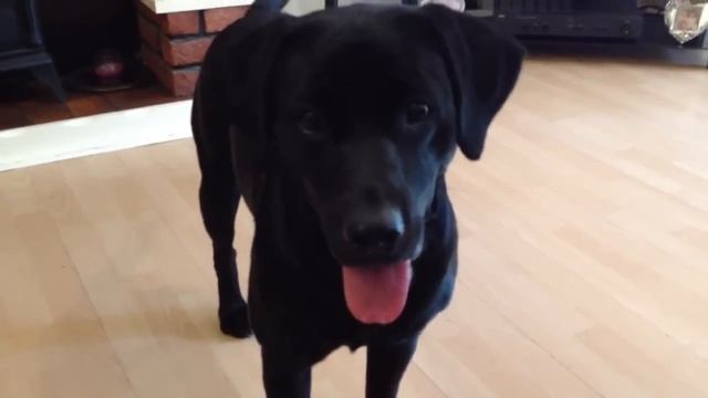 Black Labrador Funny Facial Expressions смотреть онлайн