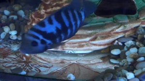 Рыбка откладывает икру🐟#аквариум #рыбки #нерест #цихлозамы #рыба #икра
