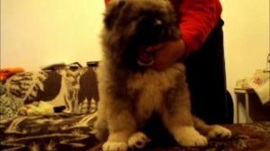 Caucasian shepherd dog(ABREK)