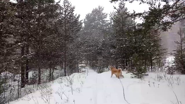 Акита Ину по Кличке Арчи гуляет по лесу #арчи #акита # природа #хатико #акитаину #мечтысбываются смотреть онлайн
