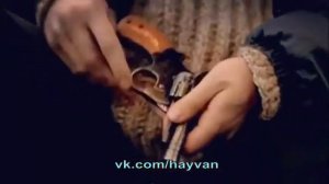 Гнида черножопая