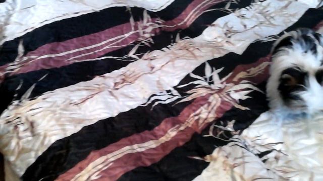 Ёльку кинули