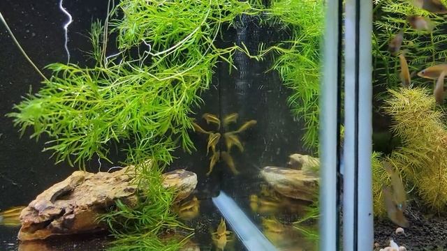 Buying Locally Bred Fish for the Stores! Orange Laser Corydoras, German Blue Rams, Plecos, and More смотреть онлайн