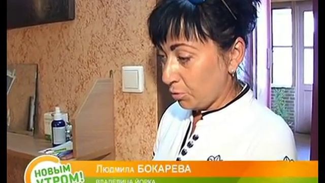 Cобачий парикмахер