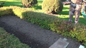 Н. Дементьев. Готовим сад к зиме .Технология  посадки тюльпанов.