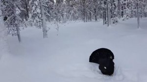 Птица глухарь атакует лыжника