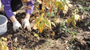 Осенние работы на даче. Пересадка смородины.