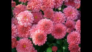 Отцвели уж давно хризантемы в саду Аудио Олег Гончаров (Н.Харито)