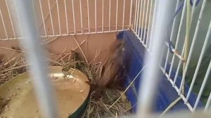 СПАСЛИ Воробья с РАНЕНЫМ Крылом. ZooLeto #5