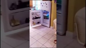 Смешные животные в тик ток и лучшее видео в tik tok 2020 #4