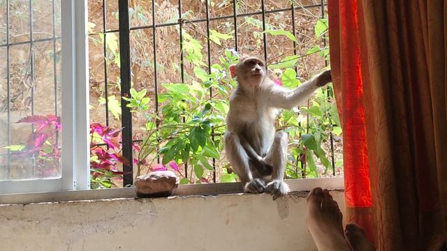 Мартышки в гостях смотреть онлайн