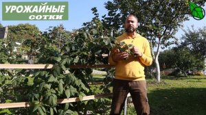 Когда правильно обрезать любую малину?