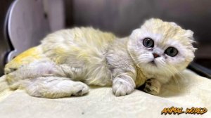 Крошечный умирающий котенок болел неизвестной болезнью! Ветеринары не знали что делать!