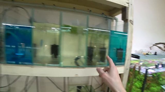 Как происходят подмены в нерестовиках (пошагово) и переселение молли смотреть онлайн