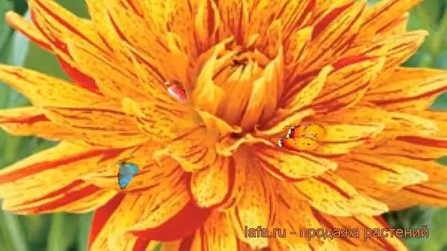 Георгина бахромчатая Вайнсам ? обзор: как сажать, рассада георгины Вайнсам смотреть онлайн