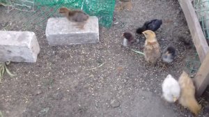 Соединили 2 месячных цыпляток с одномесячными. Цыпленок запутался в капроновой нитке. 23 июля 2017г