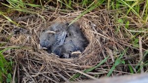 Птенцы трясогузки в гнезде