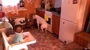 Вот так нужно воспитывать питбулей