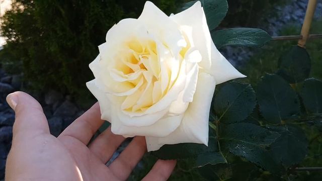 Немецкие розы Tantau и Kordes. Nostalgie, Schneewalzer, Friesia, Schloss Eutin, Cubana и другие смотреть онлайн