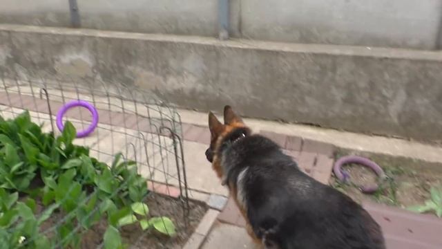 Веселая толстушка Юмира. Немецкая овчарка 4 года. Funny fat woman Yumira. German Shepherd 4 years. смотреть онлайн