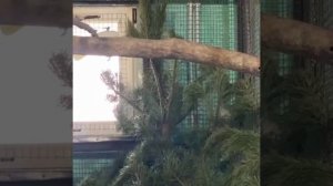 В зоопарке под Новороссийском кенгуру и попугаи ждут новогодние ёлки