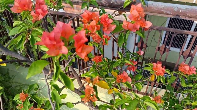 #bouganvillea #terracegarden #kiranbhaktisagar #beautifulnature смотреть онлайн