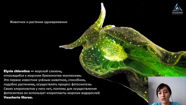 Хлорофилл и гемоглобин или что общего между зелеными листьями и людьми
