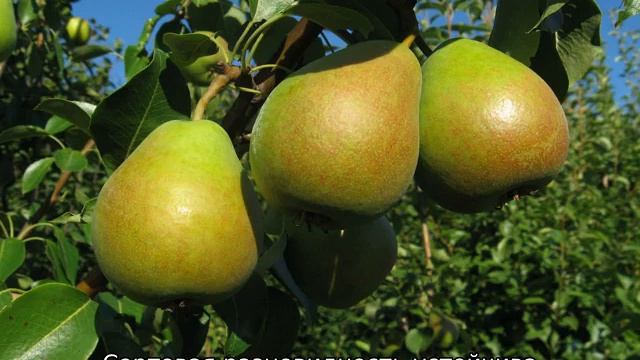 Летние сорта груш смотреть онлайн