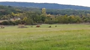 Окрестности с.Передовое..прошли водопад Козырек и очутились..
