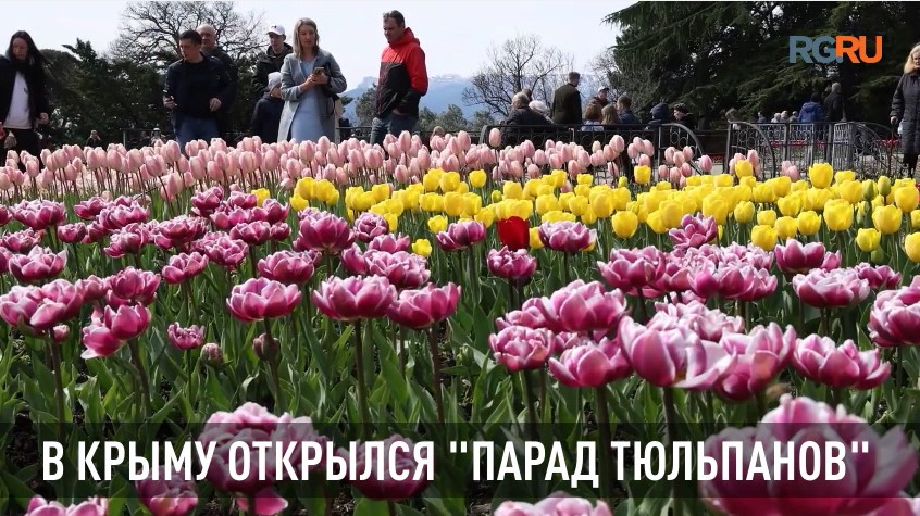 "Парад тюльпанов" стартовал в Никитском ботаническом саду Ялты