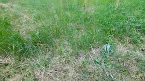 Уборка прошлогодней травы