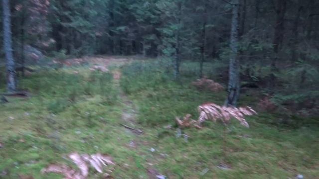 ч. 25. ХРОНИКИ ХОЛОДНОГО КУПАНИЯ. ТОНКИЕ ОТТЕНКИ ЛЕСА В НОЯБРЕ. Ели, елки, сосны. ПЛАВАЕМ В ОЗЕРЕ смотреть онлайн