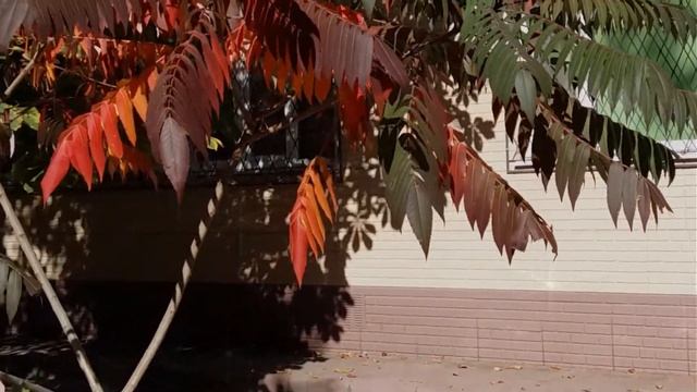 Золотая осень. БЕСПЛАТНЫЙ  Футаж для видеомонтажа HD (2021 год) смотреть онлайн