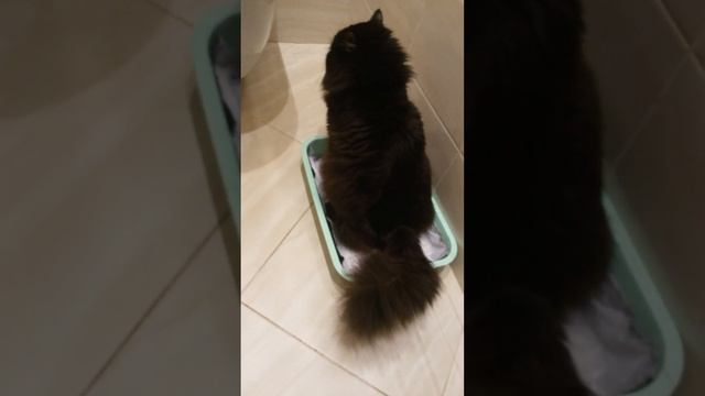 Киска-Мурыска. Впитывающие вкладыши для лотков кошачьего туалета. смотреть онлайн